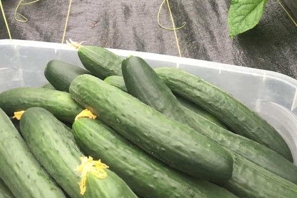 fresh-picked cucumbers