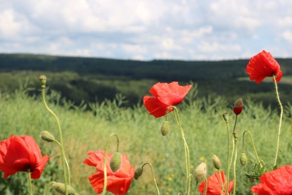 poppies