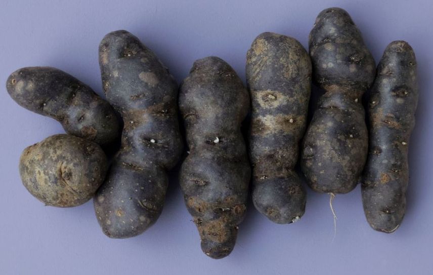 blue potato with dirt