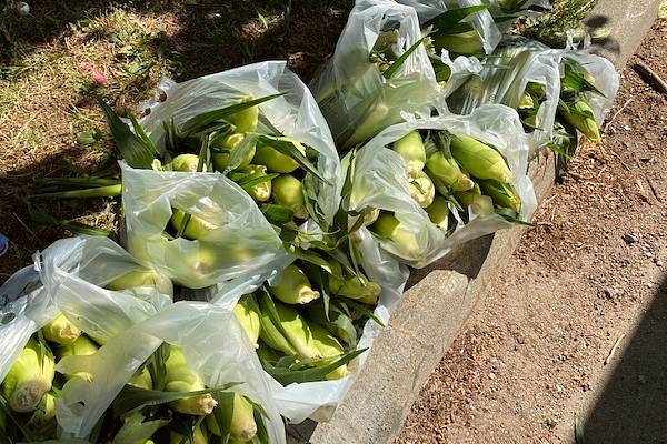 sweet corn by the dozen ears