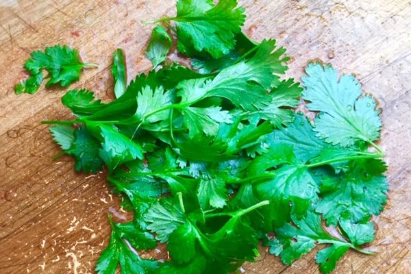 cilantro laying on a table