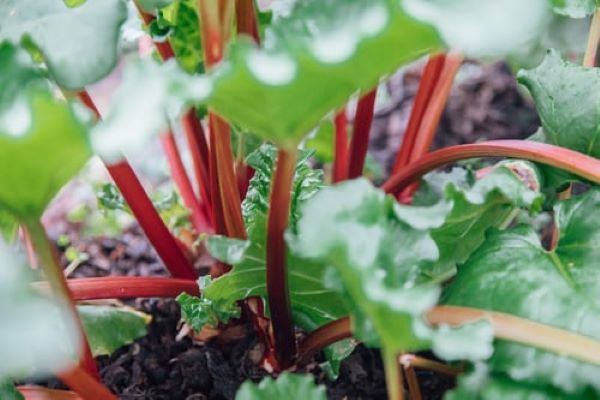 rhubarb plant