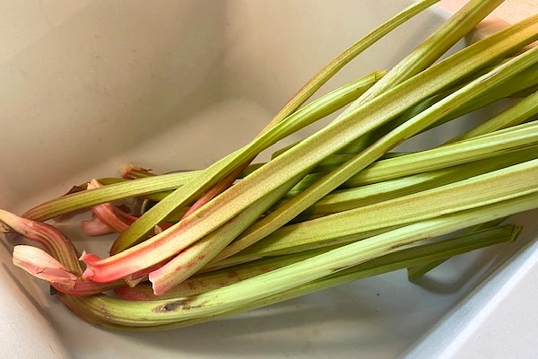 rhubarb in the sink