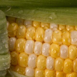 sweet corn