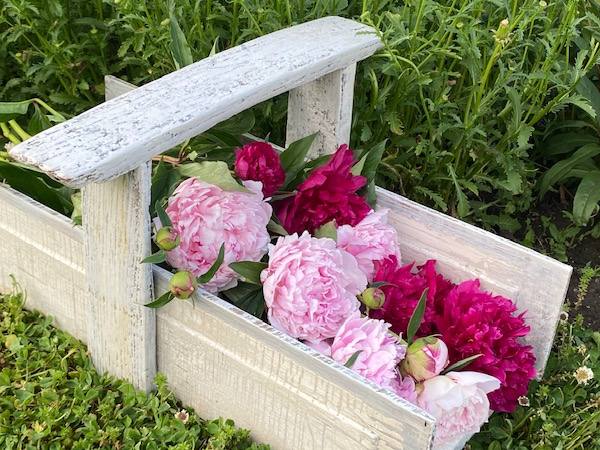 peonies in wooden tote