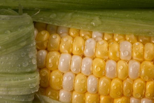 sweet corn

