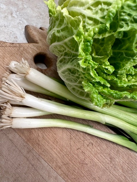 napa or Chinese cabbage and green onions