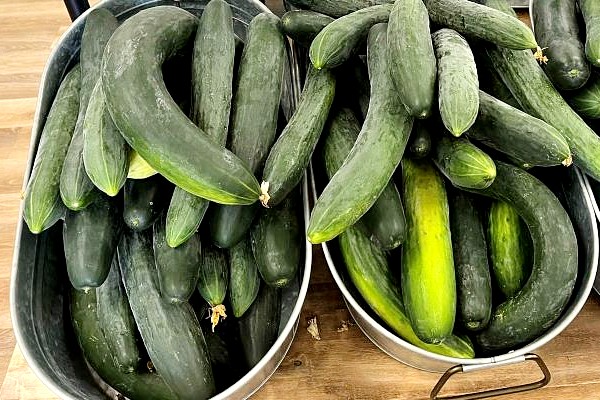 English cucumbers
